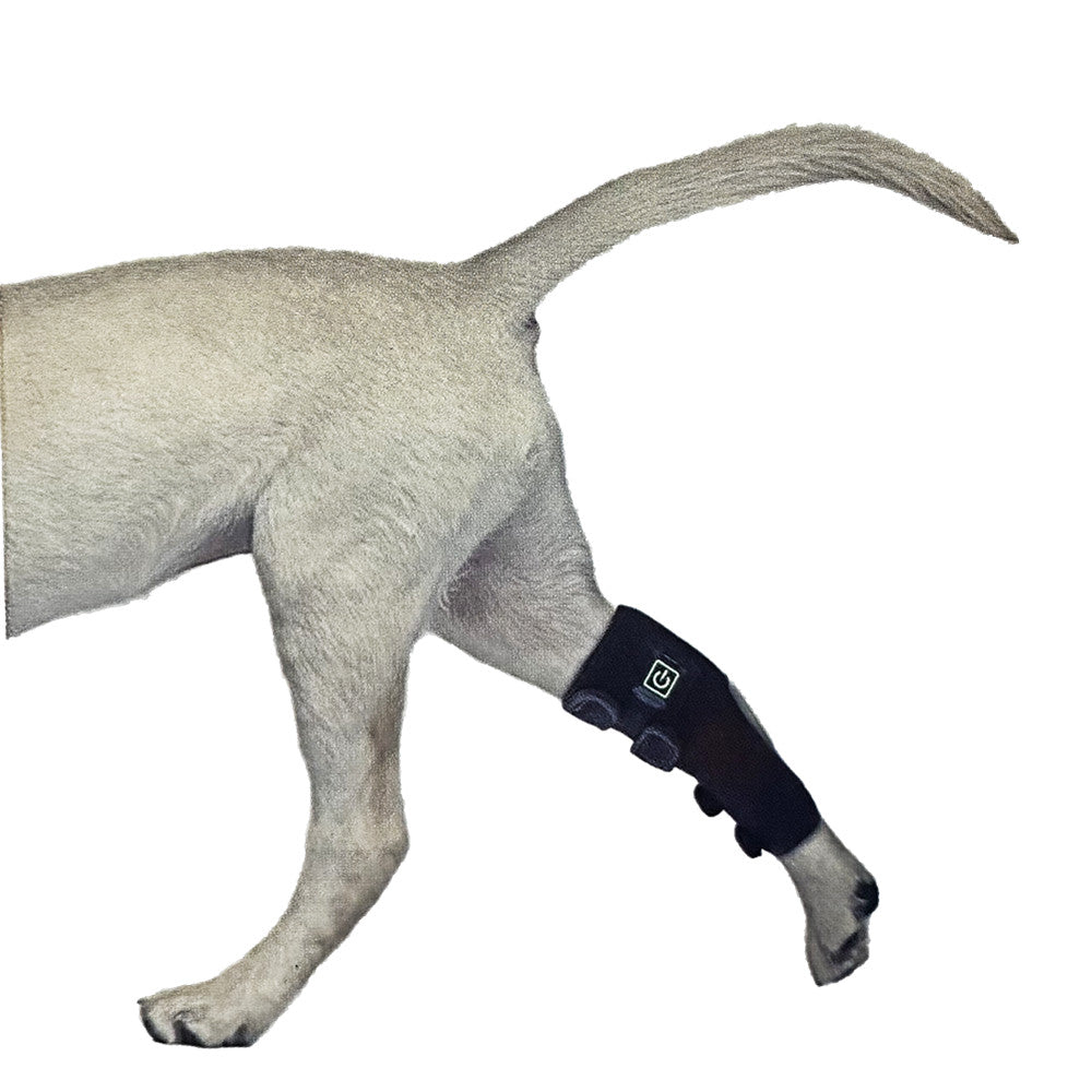 Dog wearing a black red light wrap on its leg against a white background
